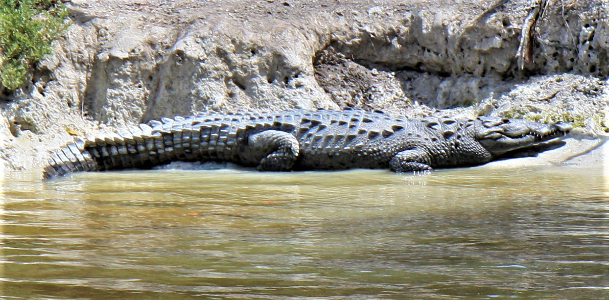 A crocodile